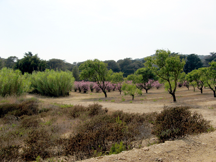 2006-07 WE Pereira Porquerolles 0044.jpg